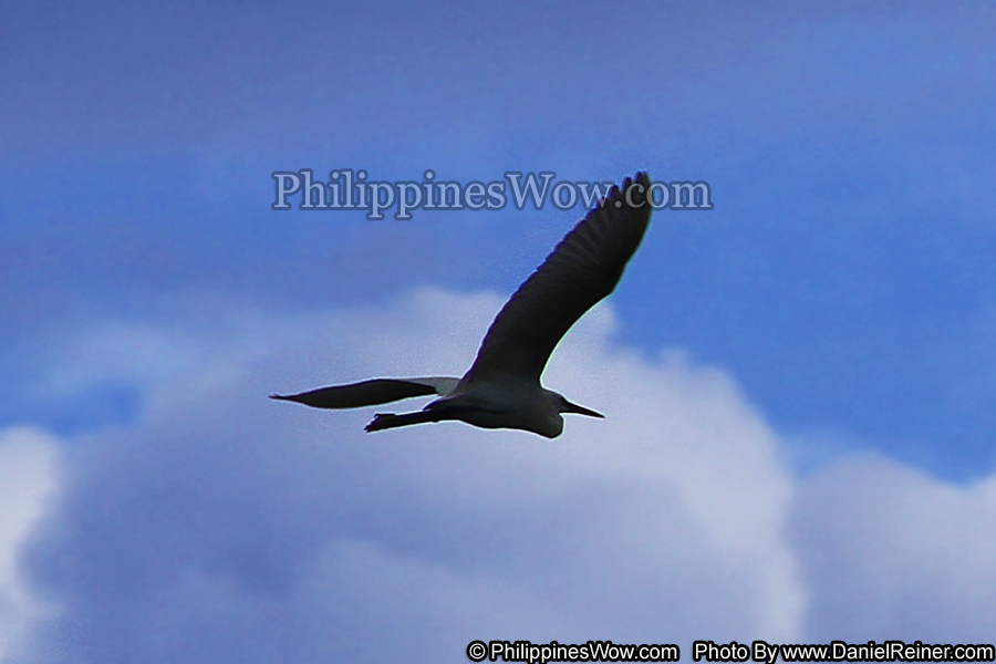 Philippine Albatross
