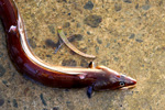 Philippine eel