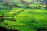 philippine rice fields