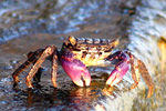 Philippine Rock Crab